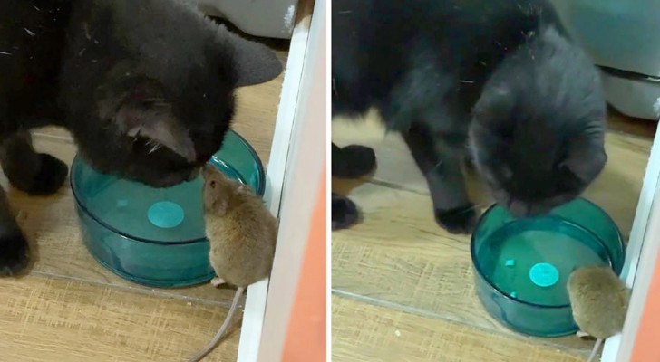 Jongen ontdekt dat zijn kat bevriend is geraakt met de muis waar hij al dagen op jaagt