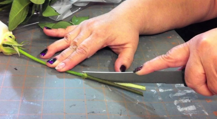 Elle coupe en 4 les tiges de certaines roses: son expérimentation est à reproduire!