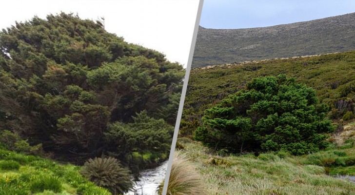 L'affascinante storia dell'albero più solitario del mondo: si trova in Nuova Zelanda ma non è nato lì