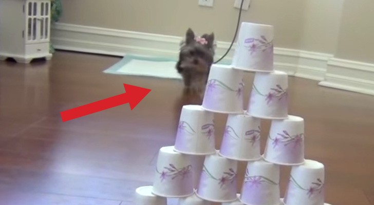 She's only 7 months old but incredibly clever. What this cute puppy can do will leave you speechless!