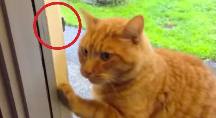 Este gato quiere por la fuerza entrar en casa: miren la solucion que encuentra