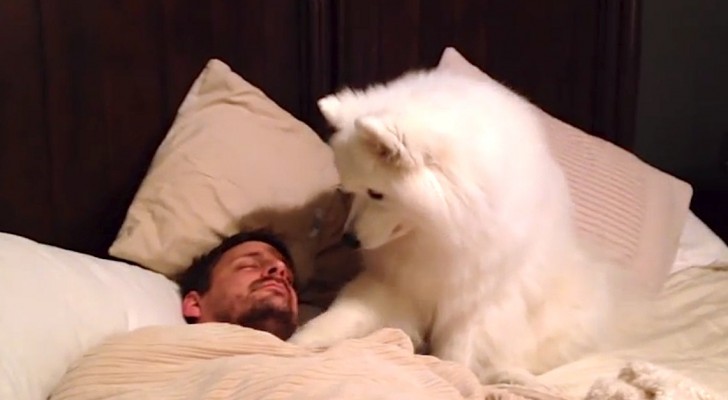 His owner is sleeping, and he wakes him up in the sweetest way ever !!