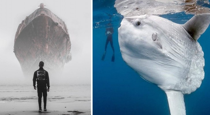 15 Bilder von Objekten und Tieren, die so groß sind, dass wir uns klein und verloren fühlen