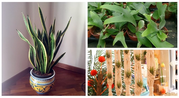 Découvrez les plantes parfaites à garder à la maison pour absorber l'humidité 
