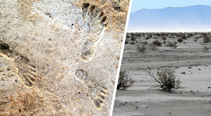 Ces empreintes fossiles montrent que les humains étaient présents en Amérique du Nord bien plus tôt qu'on ne le pensait
