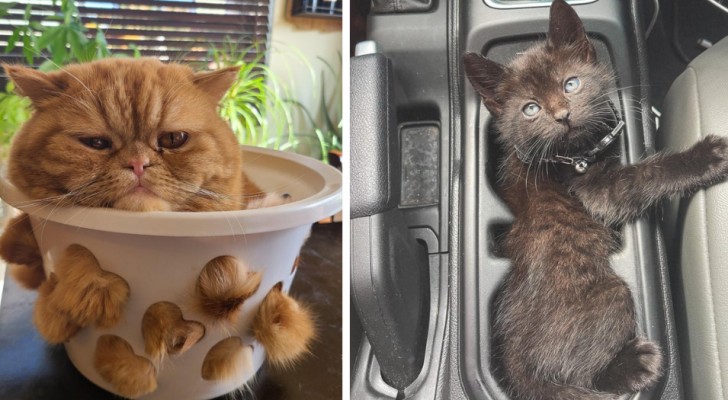 Gatti allo stato liquido: 15 foto ci dimostrano che possono adattarsi qualsiasi forma