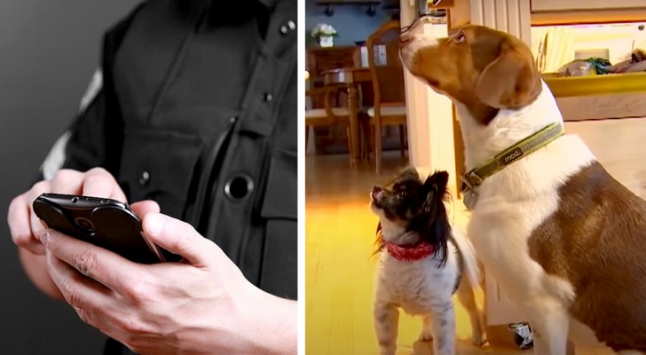 Twee honden spelen met de mobiele telefoon van hun baasje en bellen per ongeluk 16 keer in een half uur de politie
