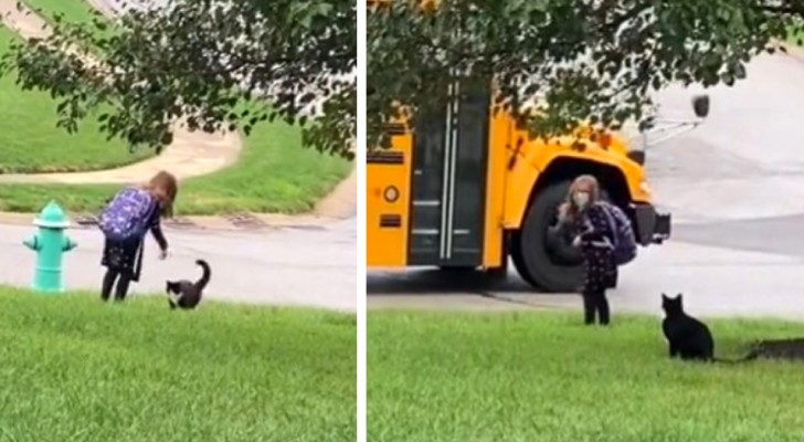 A gata acompanha a sua dona de 7 anos até o ponto de ônibus e espera que ela vá para a escola
