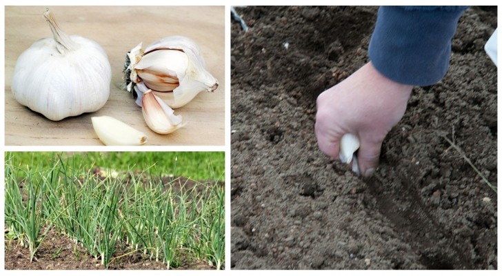 L'autunno è un buon momento per piantare l'aglio: scopri come farlo in modo semplicissimo