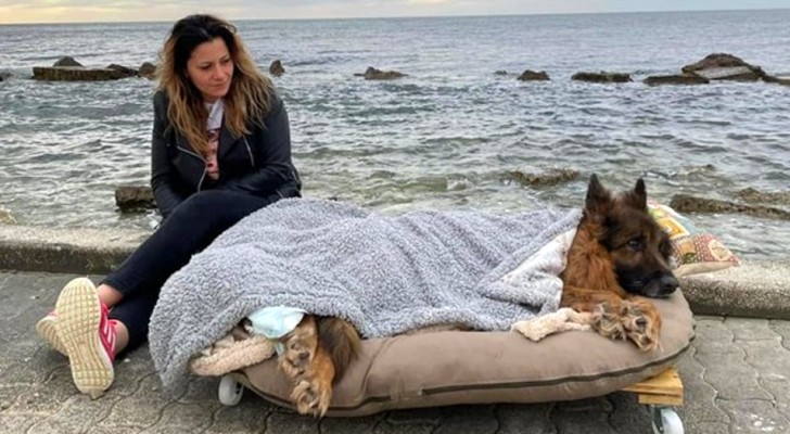 Ze geven de inmiddels verlamde hond een laatste wandeling langs de zee op een mobiel bed