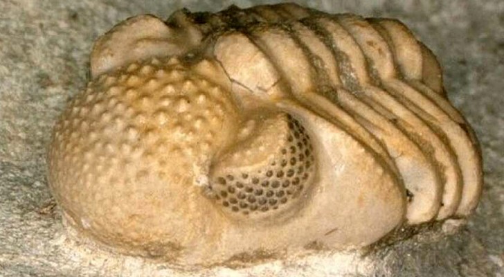 Questa incredibile creatura preistorica aveva centinaia di occhi in uno: la scoperta dei ricercatori