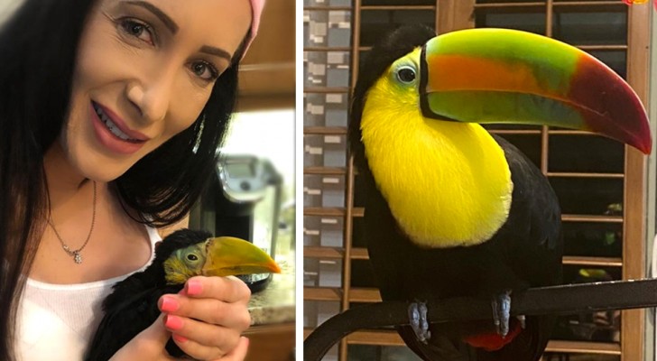 This woman hasn't been on vacation in years as she has to look after her pet toucan who is afraid of being abandoned