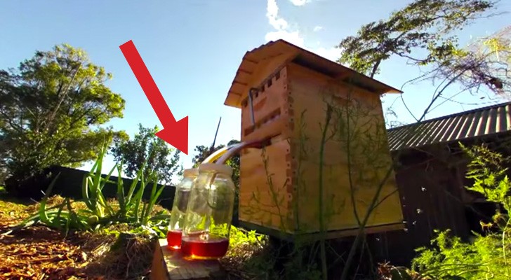 Ze plaatsen lege kisten om bijen heen: hun uitvinding is briljant