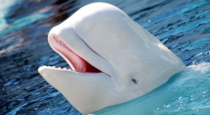 Avvistato un beluga a 2.400 km dal suo habitat naturale: "nessuno sa perché sia qui" (VIDEO)