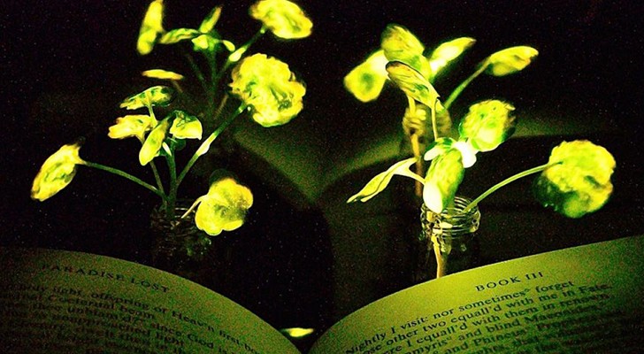 Un team di scienziati riesce a far emettere luce alle piante: l'invenzione del MIT