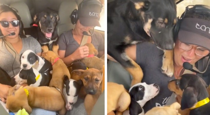 Una ragazza decide di salvare 27 cuccioli in una corsa contro il tempo: chiede un passaggio al suo amico pilota