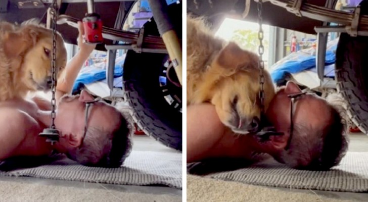 Le maître est mécanicien et son chien se met sous la voiture pour se faire câliner par lui : les tendres photos