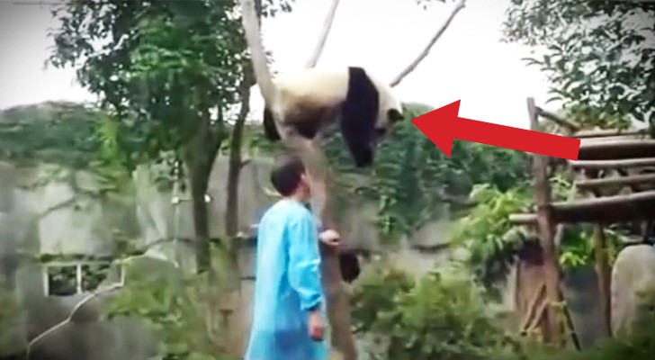 A panda is stuck on the tree: what happens next is the cutest thing I've ever seen !
