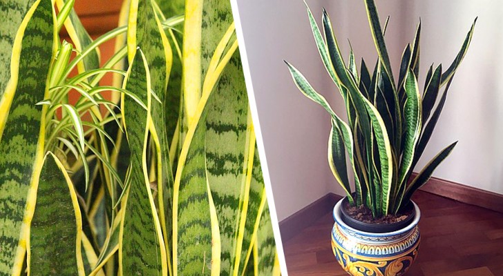 De beste tips voor het verzorgen van Sansevieria, de prachtige plant die het huis zuivert