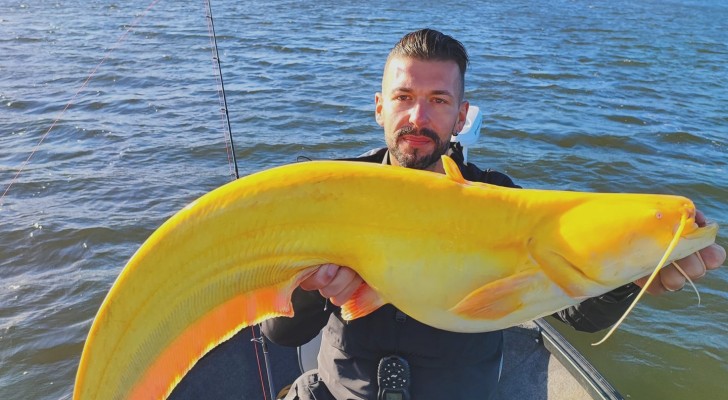 Pescatore trova un pesce gatto enorme e rarissimo: è giallo brillante