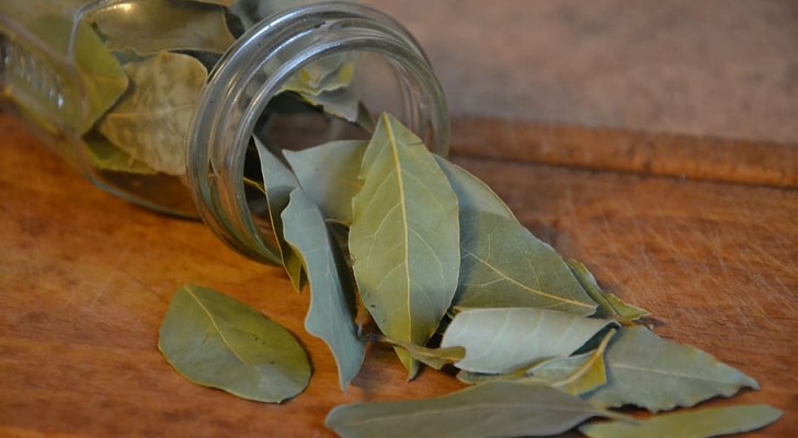 Gebruik laurierbladeren om het hele huis op een natuurlijke manier lekker te laten ruiken