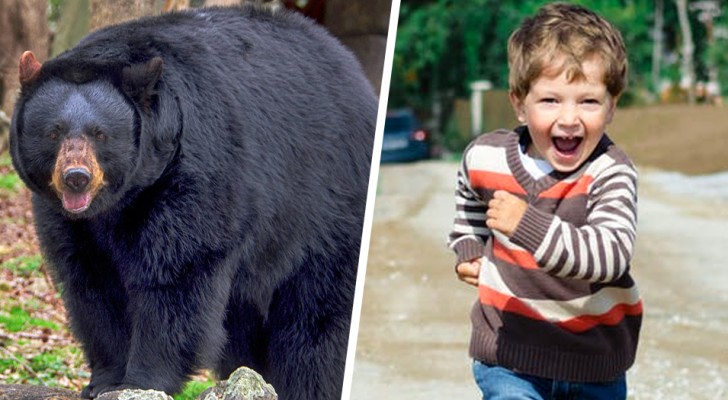 Un garçon de trois ans retrouvé après deux jours de recherche dans les bois : il dit qu'un ours l'a sauvé du froid