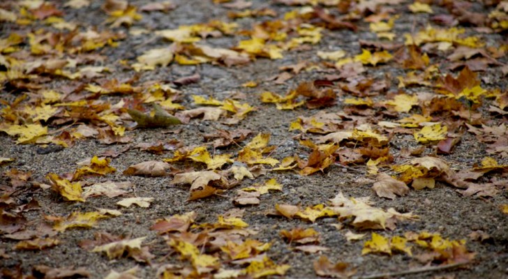 Ne balayez pas les feuilles d'automne de votre jardin : elles aident l'environnement et réduisent la pollution atmosphérique