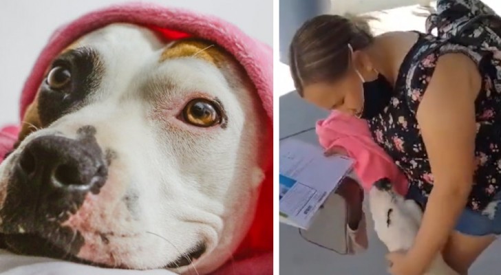 Une petite fille pleure de joie lorsque sa mère lui offre un chien provenant d'un refuge qu'elle avait vu sur internet