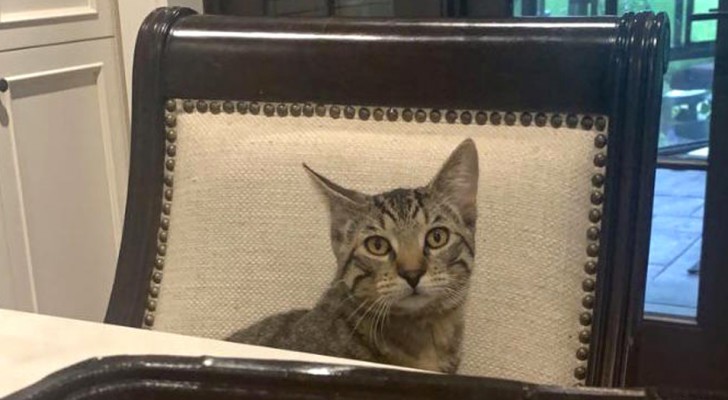 Is de kat echt of is hij op de stoel genaaid? De mooie optische illusie die het web in de war heeft gebracht