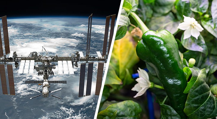 Coltivati e raccolti i primi peperoncini sulla Stazione Spaziale Internazionale: "esperimento riuscito"