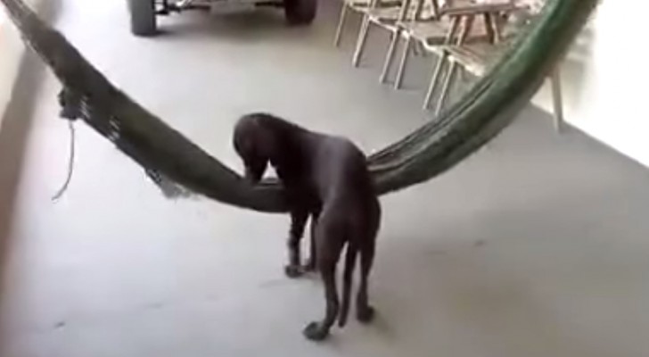 A dog sees a hammock across the room: What he does next? It was just too tempting!