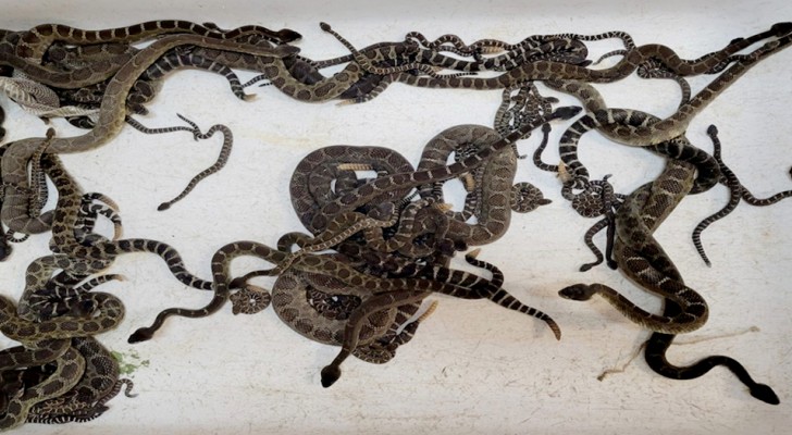 Ze gaat naar de kelder van haar huis en vindt 90 ratelslangen verborgen onder de spanten