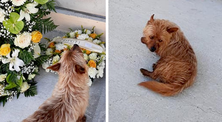 Hond loopt elke dag 2 km om naar de begraafplaats te gaan: hij bezoekt het graf van zijn baasje