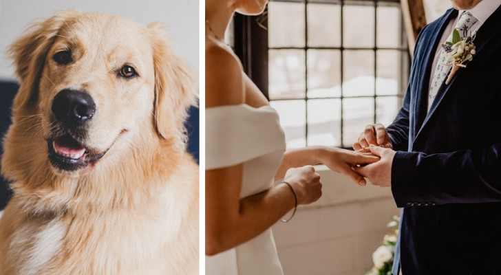 Prohíbe a su hermana llevar el perro de terapia a su boda porque el novio le tiene miedo: estalla la polémica