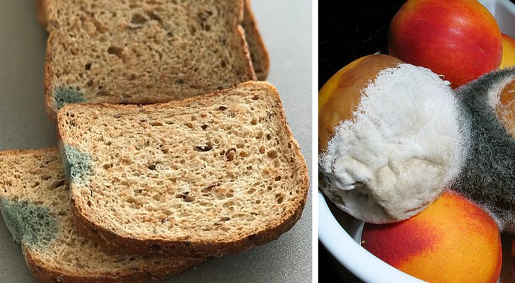 Beschimmeld voedsel: geleerden vertellen ons waarom we de "schone" delen niet zouden moeten eten