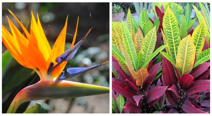 Tropische Pflanzen: Entdecken Sie, wie Sie sie züchten und Ihr Haus mit schönen Farben füllen können!