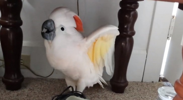 They have to take their parrot to the vet: his reaction makes them die laughing!!