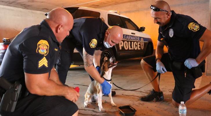 Tre poliziotti notano un cane abbandonato al caldo in un'auto: il commovente salvataggio