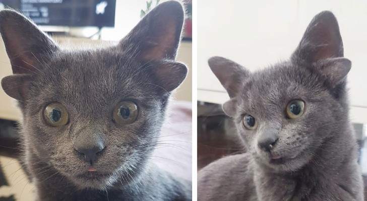 Het kitten geboren met 4 oren is de nieuwe ster op Instagram geworden