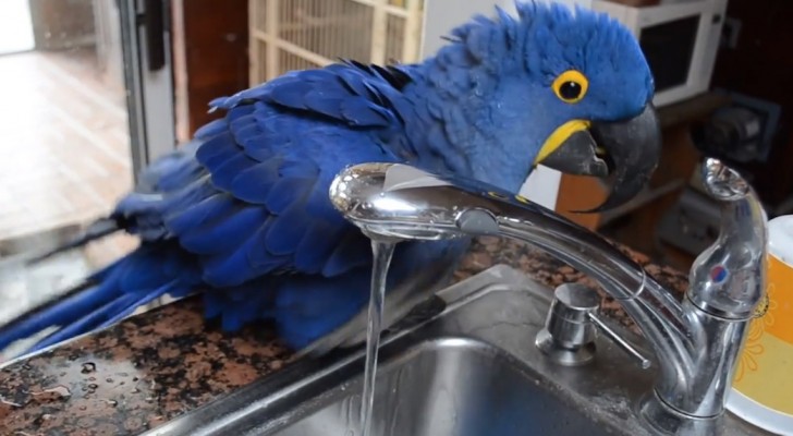 A parrot jumps on the sink: what happens next will make you smile ! :)