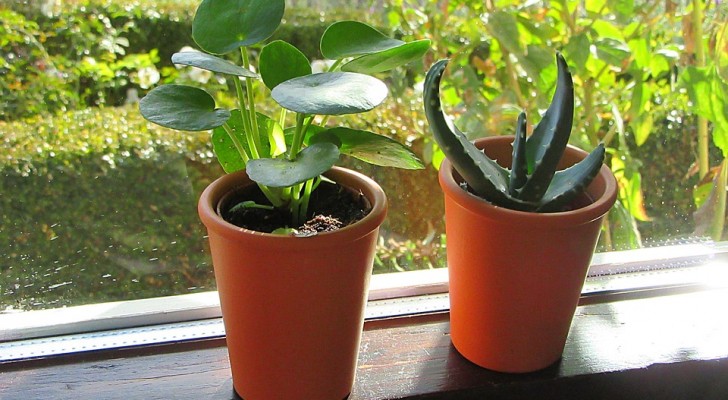Scopri le dritte utili per aiutare le piante in casa a superare l'inverno nel modo migliore