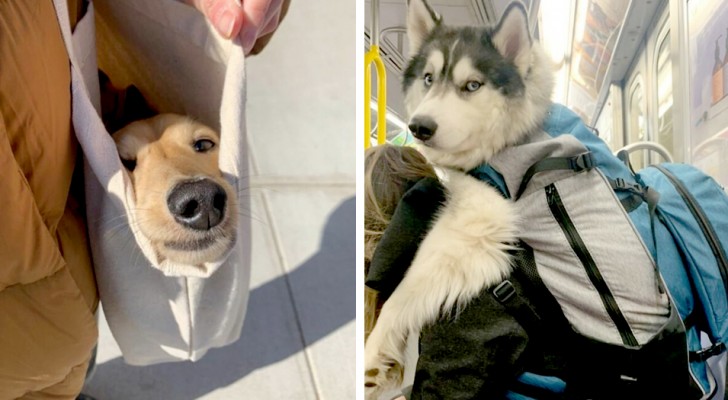 16 photos de personnes qui ont décidé de mettre leur chien dans un sac pour ne pas le laisser seul à la maison