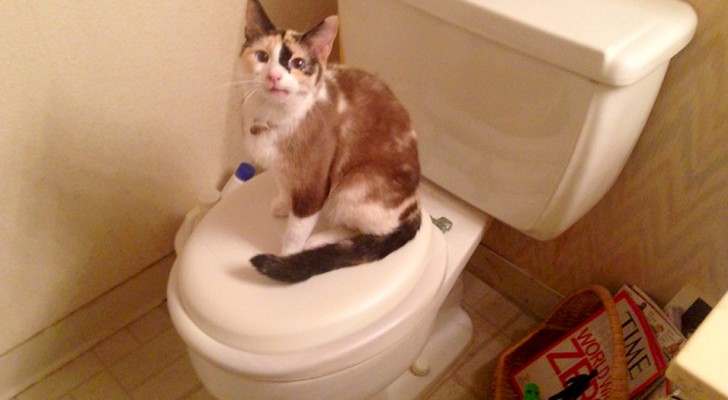 Por que os gatos costumam nos seguir até o banheiro? Algumas das respostas mais comuns
