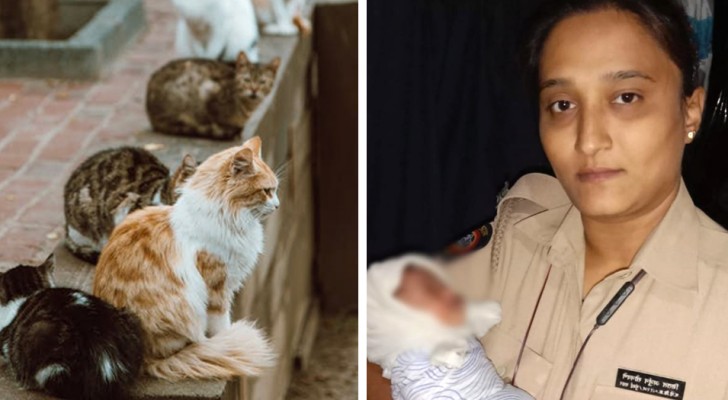 Zwerfkatten miauwen naar een afvoer en trekken de aandacht van bewoners: er lag een achtergelaten baby