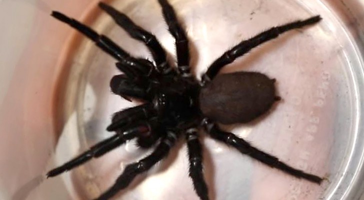 Megaspider gedoneerd aan een dierentuin, een zeer giftige spin die met zijn hoektanden een nagel kan doorboren