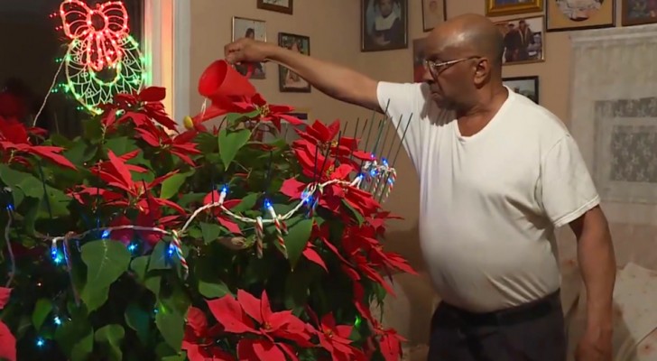A man is widowed but continues to take care of his wife's Christmas star: after 20 years it has grown enormously (+ VIDEO)