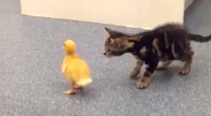 La reaccion de estos gatos de frente a situaciones curiosas es absolutamente adorable