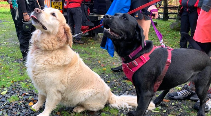Due cani salvano la vita del loro padrone che aveva perso i sensi durante un'escursione