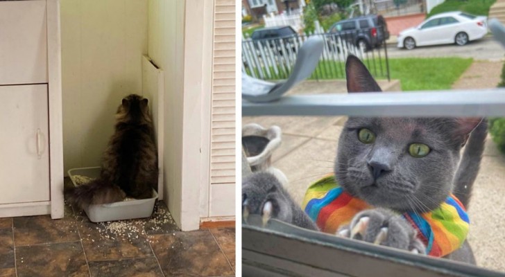 15 Fälle, in denen Katzen beschlossen haben, schamlos in den Raum der Nachbarn einzudringen
