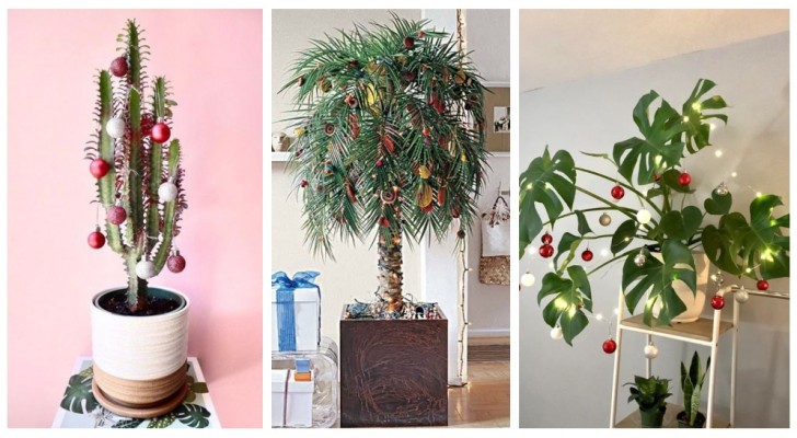 Niente albero di Natale? Scopri come decorare qualche pianta d'appartamento!
